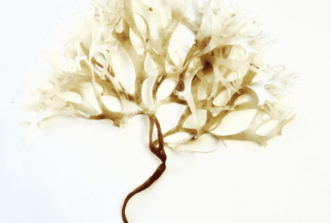 Seaweed Oil met biologische en veganistische huidverzorgingsolie, ideaal voor hydratatie en ontstekingsverlichting na cupping