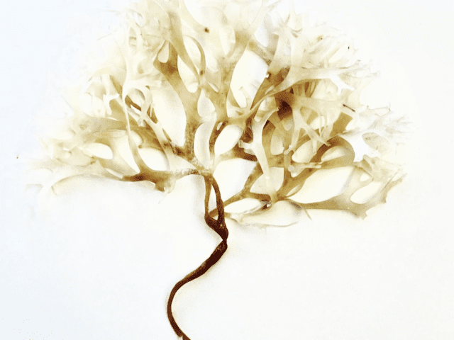 Seaweed Oil met biologische en veganistische huidverzorgingsolie, ideaal voor hydratatie en ontstekingsverlichting na cupping